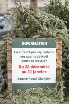 Collecte de sapins - square Raoul-Chandon