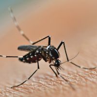 Moustique tigre