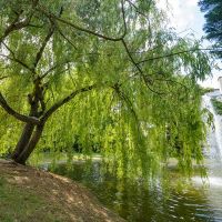 Jardin de l'Hôtel de Ville © Noémie Cozette - Ville d'Epernay