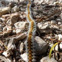chenilles processionnaires